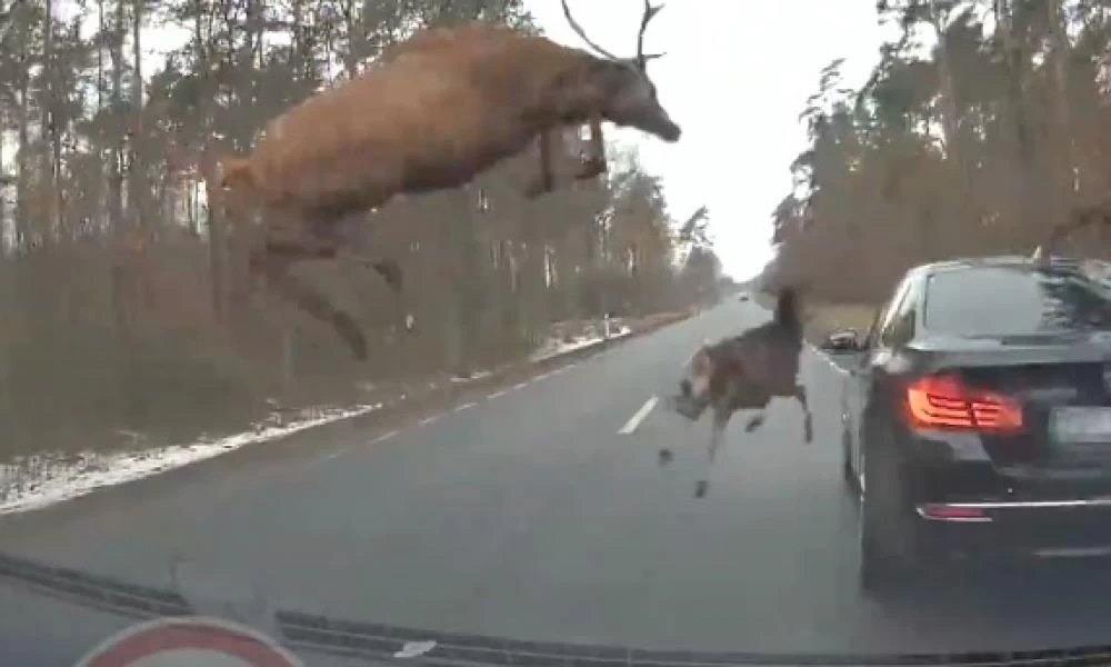 Κοπάδι ελαφιών πετιούνται από το δάσος και πηδούν πάνω από BMW